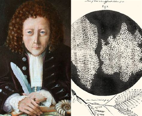 Robert Hooke Used the Name Cell to Describe