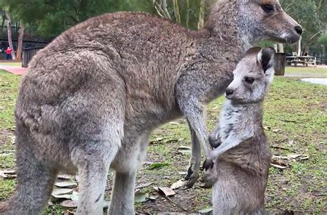 Watch As This Baby Kangaroo Takes Its Triumphant First Hops