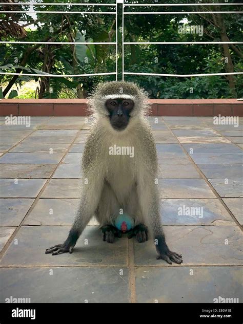 Monkey balls hi-res stock photography and images - Alamy