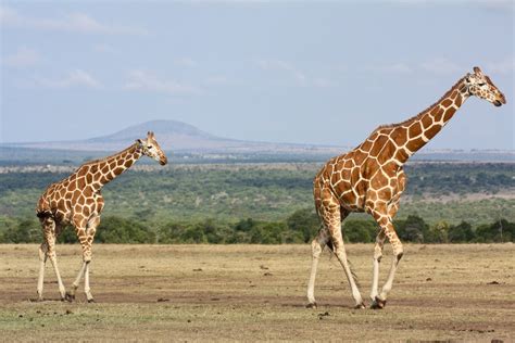 Mount Kenya Hike & Wildlife Tour - 5 Days | kimkim