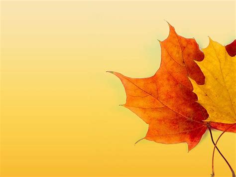 The Captivating Autumn Ppt Background Powerpoint Back - vrogue.co