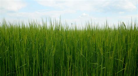 Barley grass powder: Uses and Benefits – ANBIA®