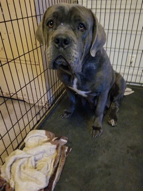 Cane Corso Puppies For Sale | Springfield, OH #285219