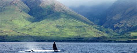 Maui Activities - Whale Watching Tours Lahaina | Whale Watching Pacific ...