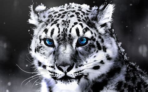 White Tiger Wallpapers HD - Wallpaper Cave