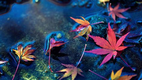 Autumn Leaf Water Wallpapers - Wallpaper Cave