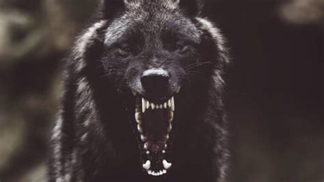 Wolf Growling Sound Effect / Dog Growl - YouTube