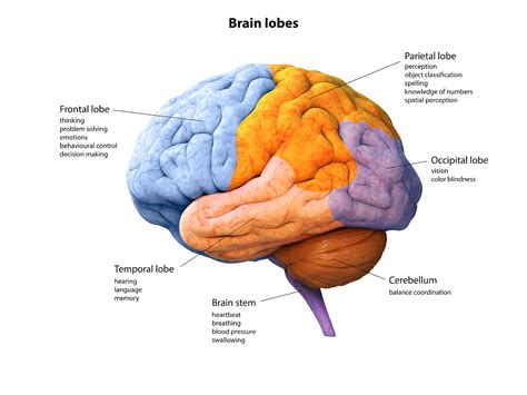 Brain Lobes And Functions Worksheet