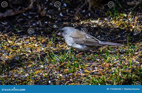 Slate Colored Junco on Spring Migration. Stock Photo - Image of ...