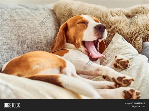 Beagle Tired Sleeping Image & Photo (Free Trial) | Bigstock