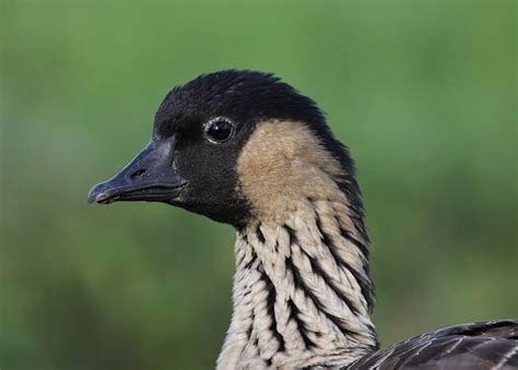 40 Fascinating Facts About the Hawaiian Goose (a.k.a. Nene Goose)