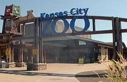 KC Zoo investigating how 2 gorillas escaped - KCTV5 News