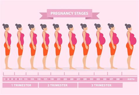 Pregnant Belly Size Chart And Shape: Things You Should Know, 44% OFF