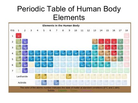 Periodic Table of Human Body Elements