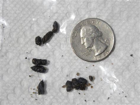 What Does Chipmunk Poop Look Like? Chipmunk Droppings Identification - Animal Hype