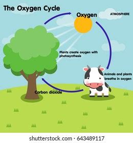 Carbon Dioxide Oxygen Cycle