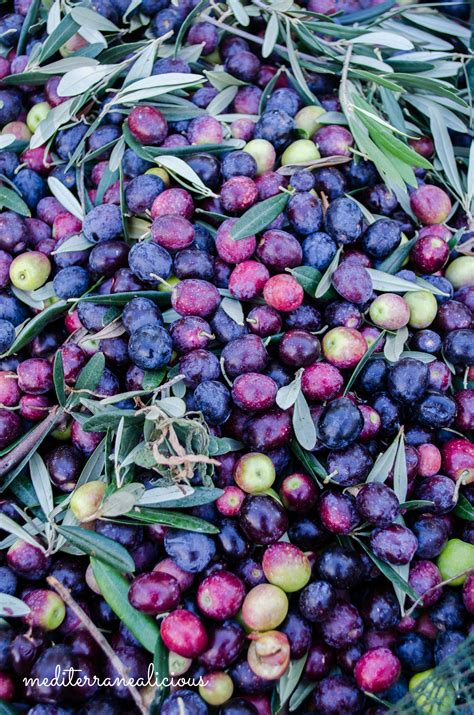 My Olive Harvest Experience in Southern Italy - Mediterranealicious