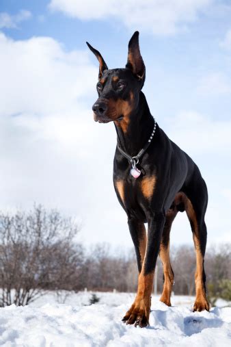 Doberman Pinscher Guard Dog In Snow Strong Proud Intelligent Stock ...