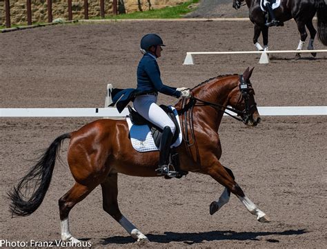 Mastering the Canter: A Step-by-Step Guide to Asking a Horse to Canter - horseyquestions.com