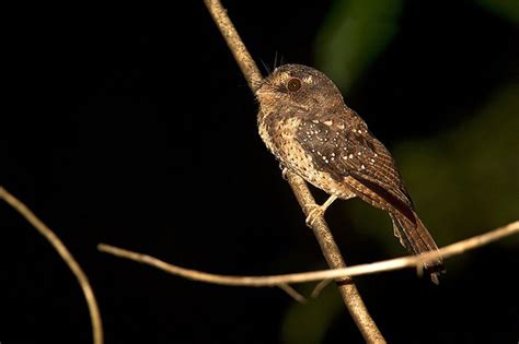 Archbold's Owlet-nightjar (Aegotheles archboldi) | found mainly in West ...