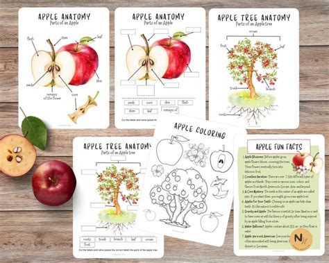 Apple Anatomy, Parts of an APPLE, Apple Mini Study, Fall Activity for ...