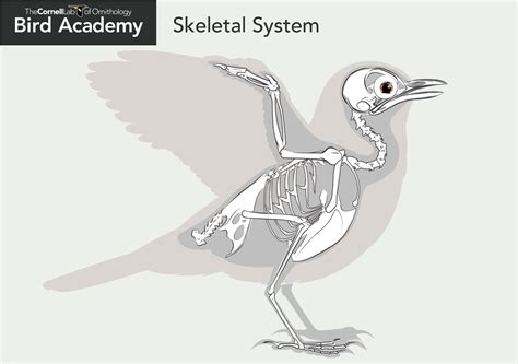 All About Bird Anatomy from Bird Academy | Bird, Bird bones, Anatomy bones