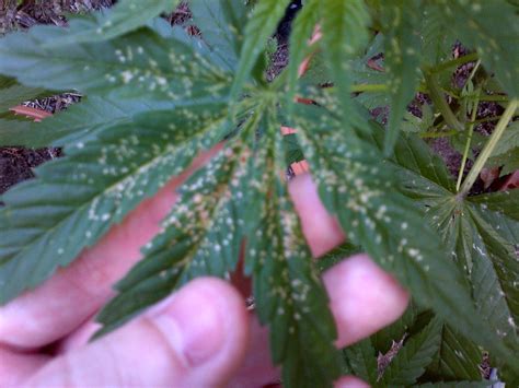 What kind of damage is this and what's the best solution? - Cannabis Cultivation - Growery ...