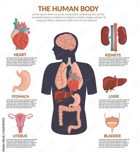 Infographics of human organs anatomy body cartoon vector illustration ...