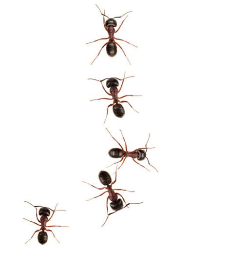 Ants Marching Stock Photos, Pictures & Royalty-Free Images - iStock