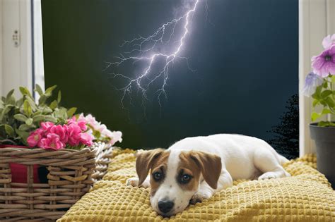 What to Do If Your Dog Is Afraid of Thunderstorms