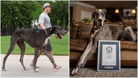 World’s tallest dog confirmed as Zeus the Great Dane | Guinness World Records