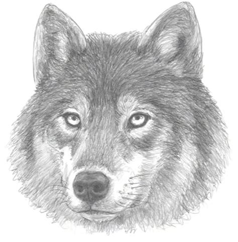 How To Draw A Wolf Head Drawing Easy Outline Wolf Head Front View ...