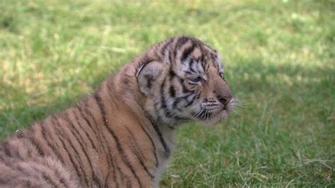 Moncton zoo welcomes 3 'fat, healthy' baby tigers | CBC News