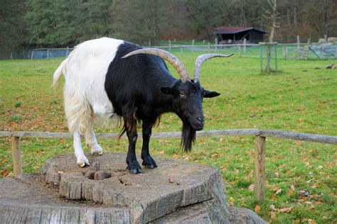 Free Images : farm, animal, fur, pasture, grazing, fauna, enclosure, bull, attack, yak, horns ...