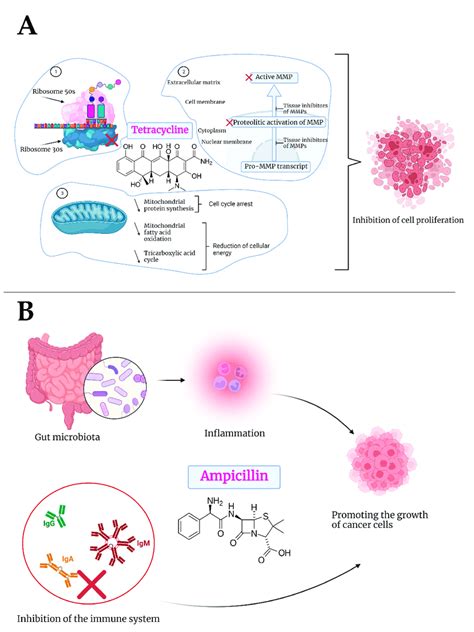 Schematic representation of the mechanism of action of tetracycline (A)... | Download Scientific ...