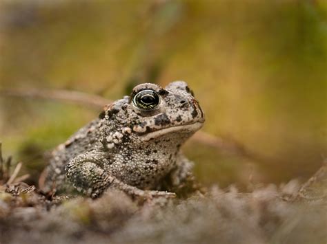 Natterjack toad – A guide to Irelands protected habitats & species