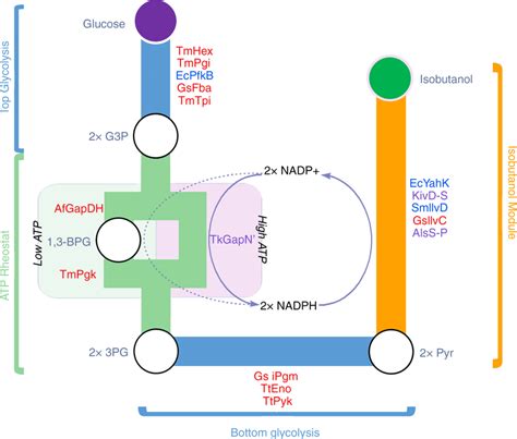 Schematic of synthetic biochemistry pathway for conversion of glucose ...