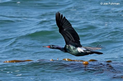 Pelagic Cormorant – Joe Fuhrman Photography