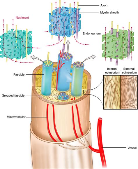 Frontiers | An experimental and numerical study of the microstructural and biomechanical ...