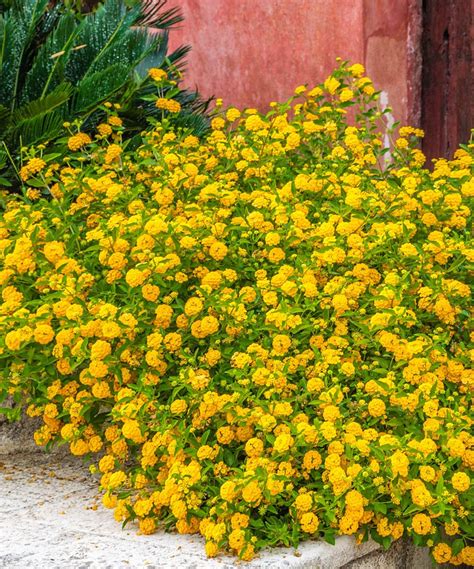 Cottage Farms Direct Live Yellow Lantana Plant - Set of Four | Yellow ...