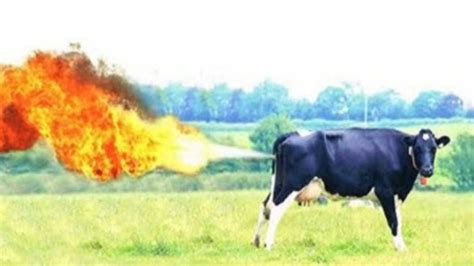 Saving the World One Cow Fart at a Time – Lift'N'Balance