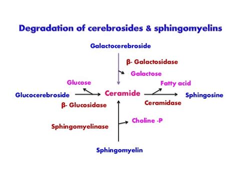 SYNTHESIS OF PHOSPHOLIPIDS