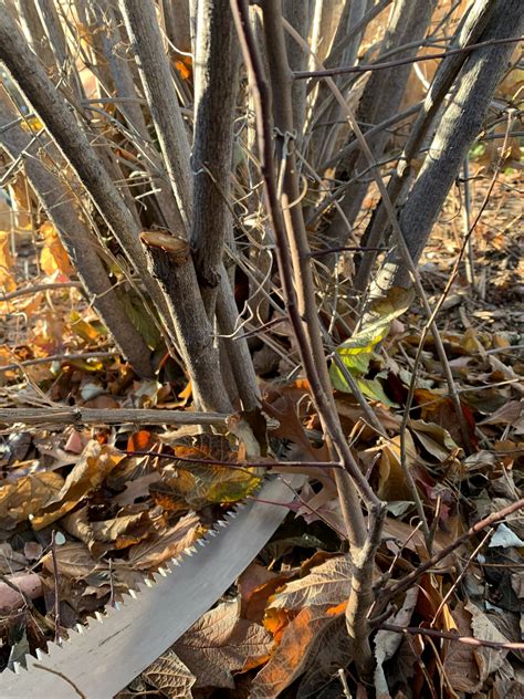 Shrub Pruning