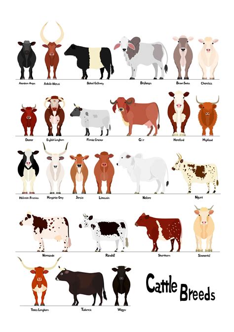 Various Breeds of Cows Chart1 Svg Jpg 1620&a4 - Etsy Canada in 2022 | Breeds of cows, Animal ...