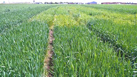 AgriLife Research survey: Triticum a major player in wheat crop ...