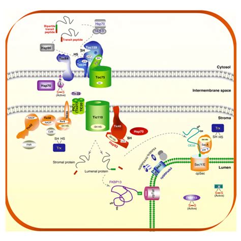 Peroxisome Protein Import in S.cerevisiae - microbewiki