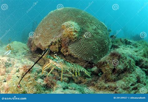 Caribbean Spiny Lobster Natural Habitat Stock Photos - Free & Royalty ...