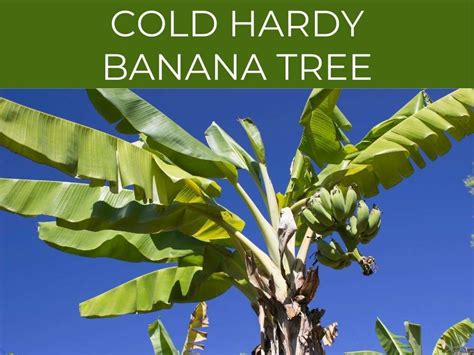 Cold Hardy Banana Tree: best varieties & winter care - Greenhouse Today