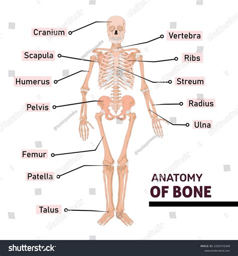 Anatomy Human Bone Name All Parts Stock Vector (Royalty Free ...