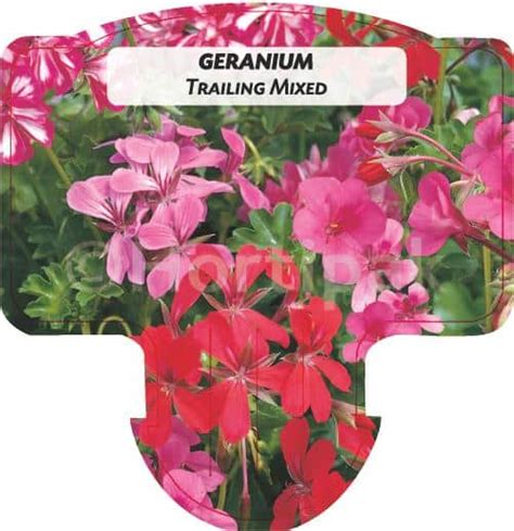 Geranium Trailing Mixed - Hortipak e-Store